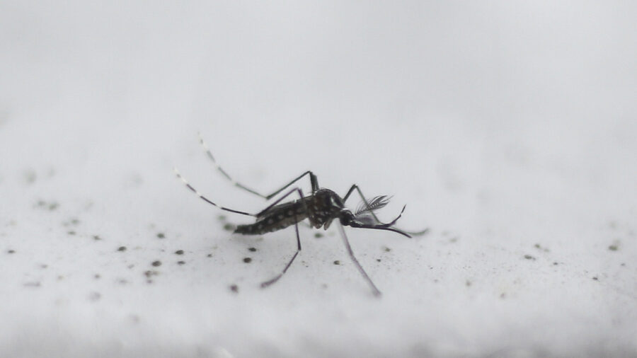 ビル・ゲイツ-資金提供を受けた会社が米国で遺伝子組み換え蚊をリリース