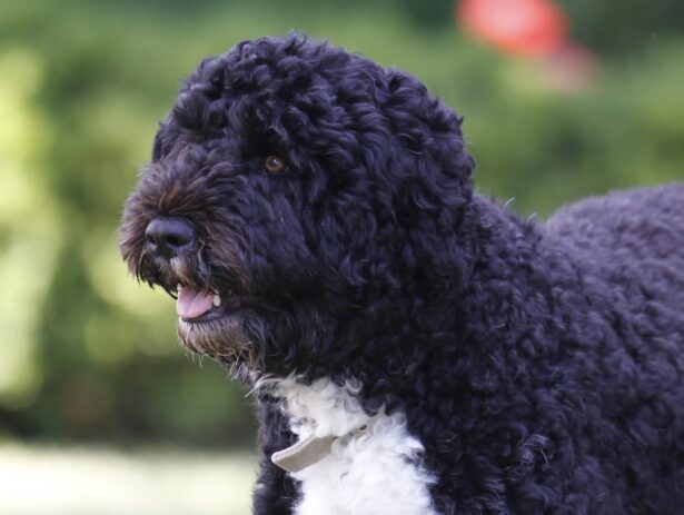 Obama dog Bo