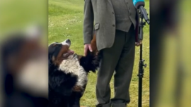 Irish President’s Puppy Steals Spotlight During Address