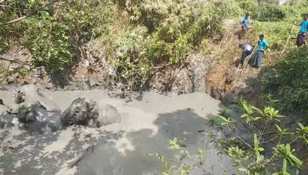 Villagers try to help an elephant herd
