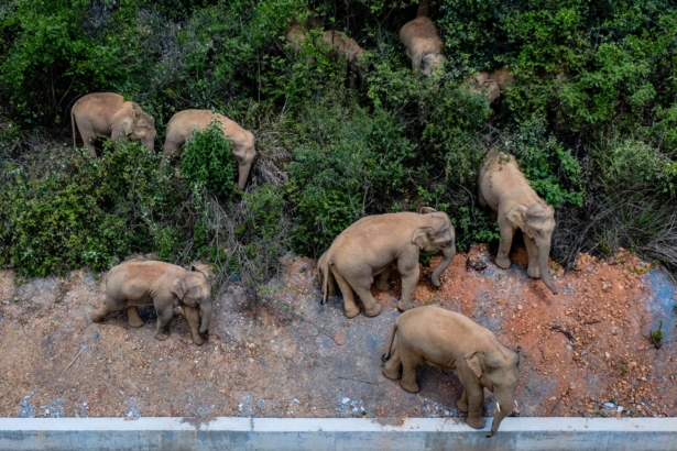 asian-elephants