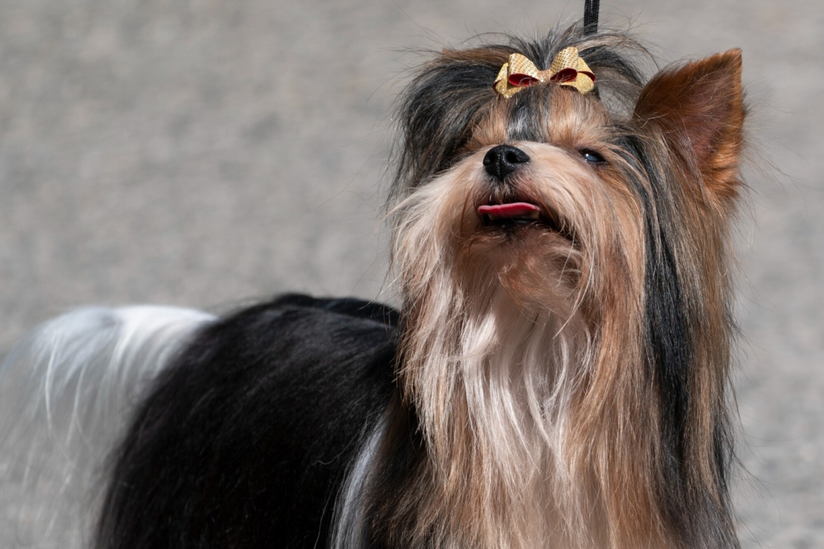 biewer-terrier