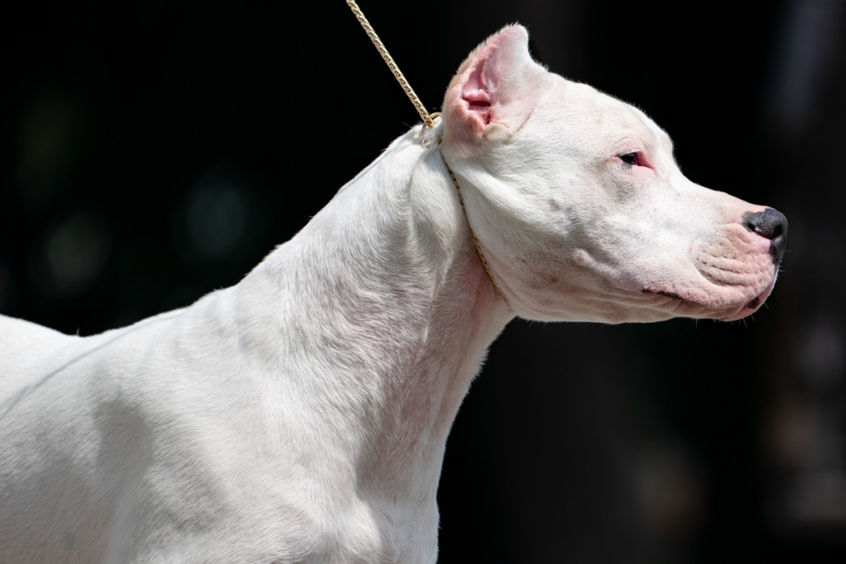 dogo-Argentino