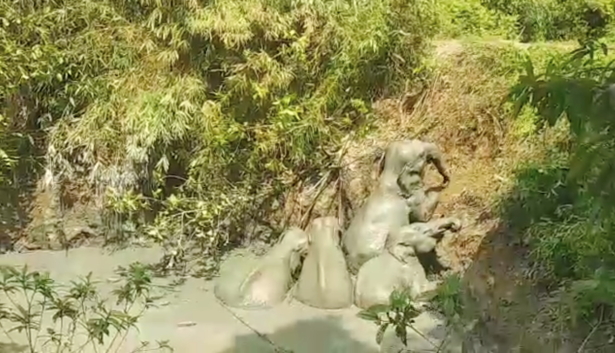 An elephant herd is seen stranded