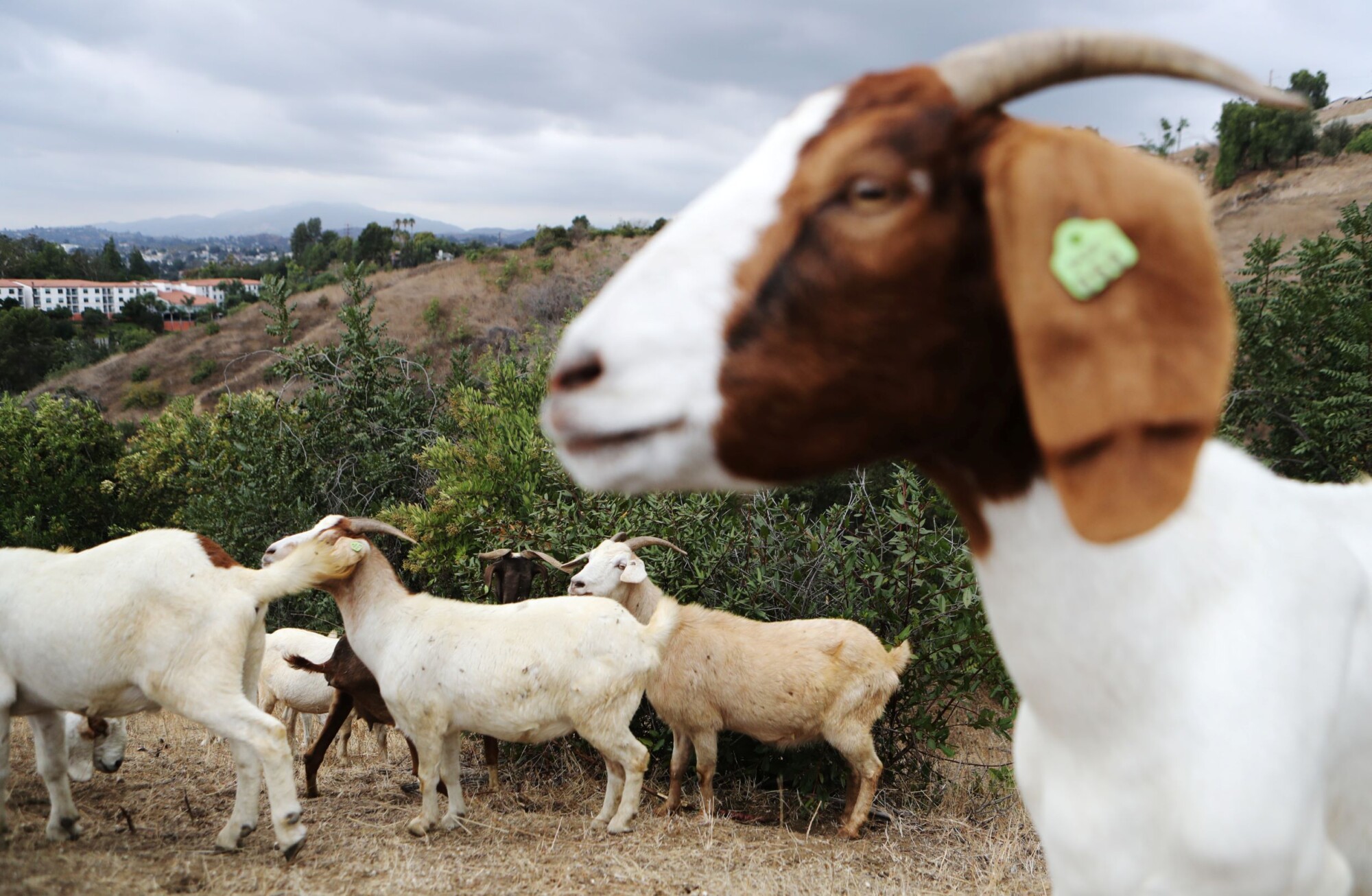 Goats Are in High Demand in California