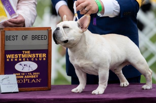 Mathew, a French bulldog, wins the top prize