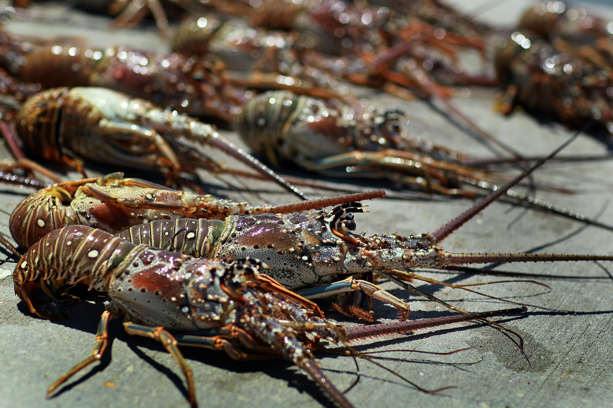 1-dead-1-injured-in-florida-s-two-day-lobster-miniseason