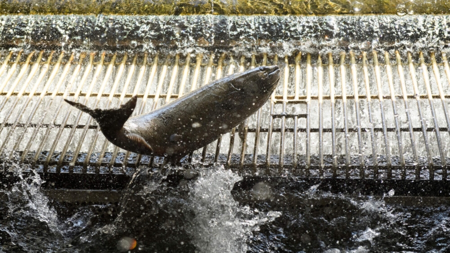 Plan to Rid 4 California Dams to Save Salmon
