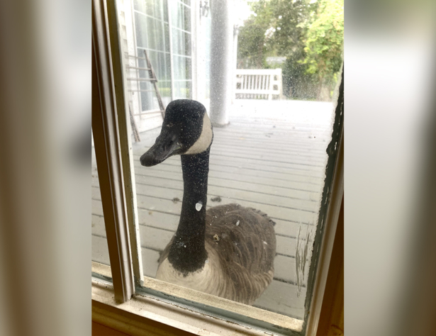 goose