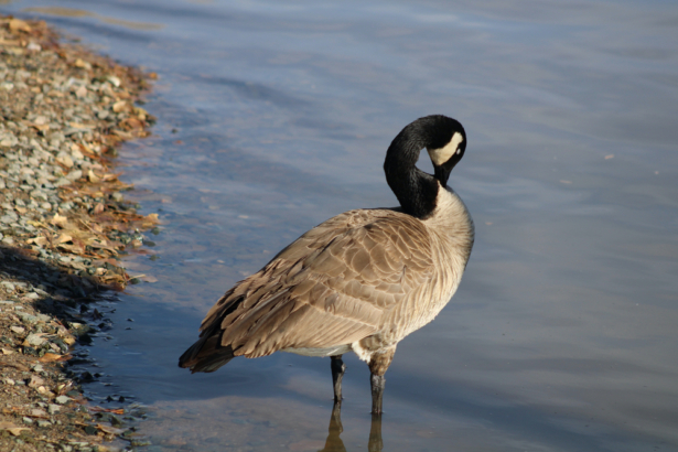 Goose