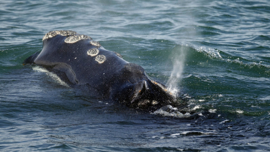 Lobster Fishing Will Face Restrictions to Try to Save Whales