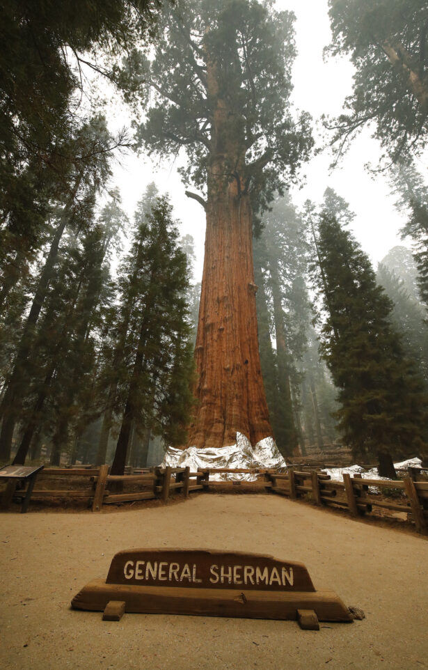 The historic General Sherman tree