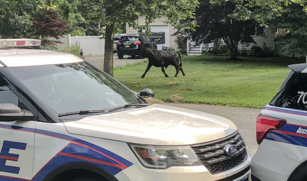A bull runs loose