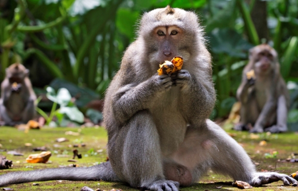 macaques-eat-bananas