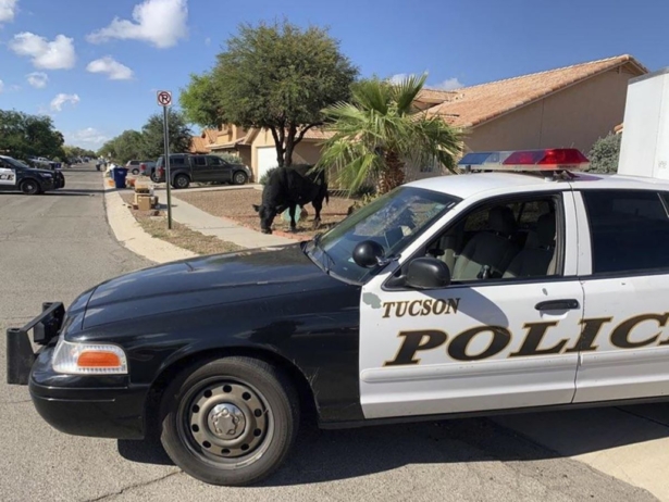 Bull grazes in neighborhood