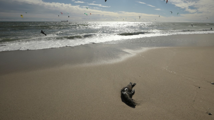 South Africa Investigates Seal Deaths Along Cape Coast