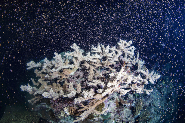 Australia Barrier Reef