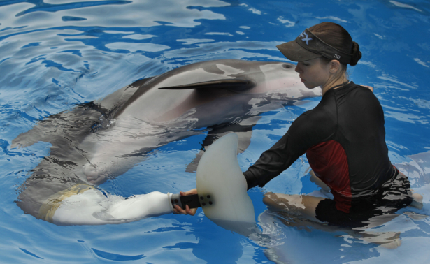 Winter the dolphin
