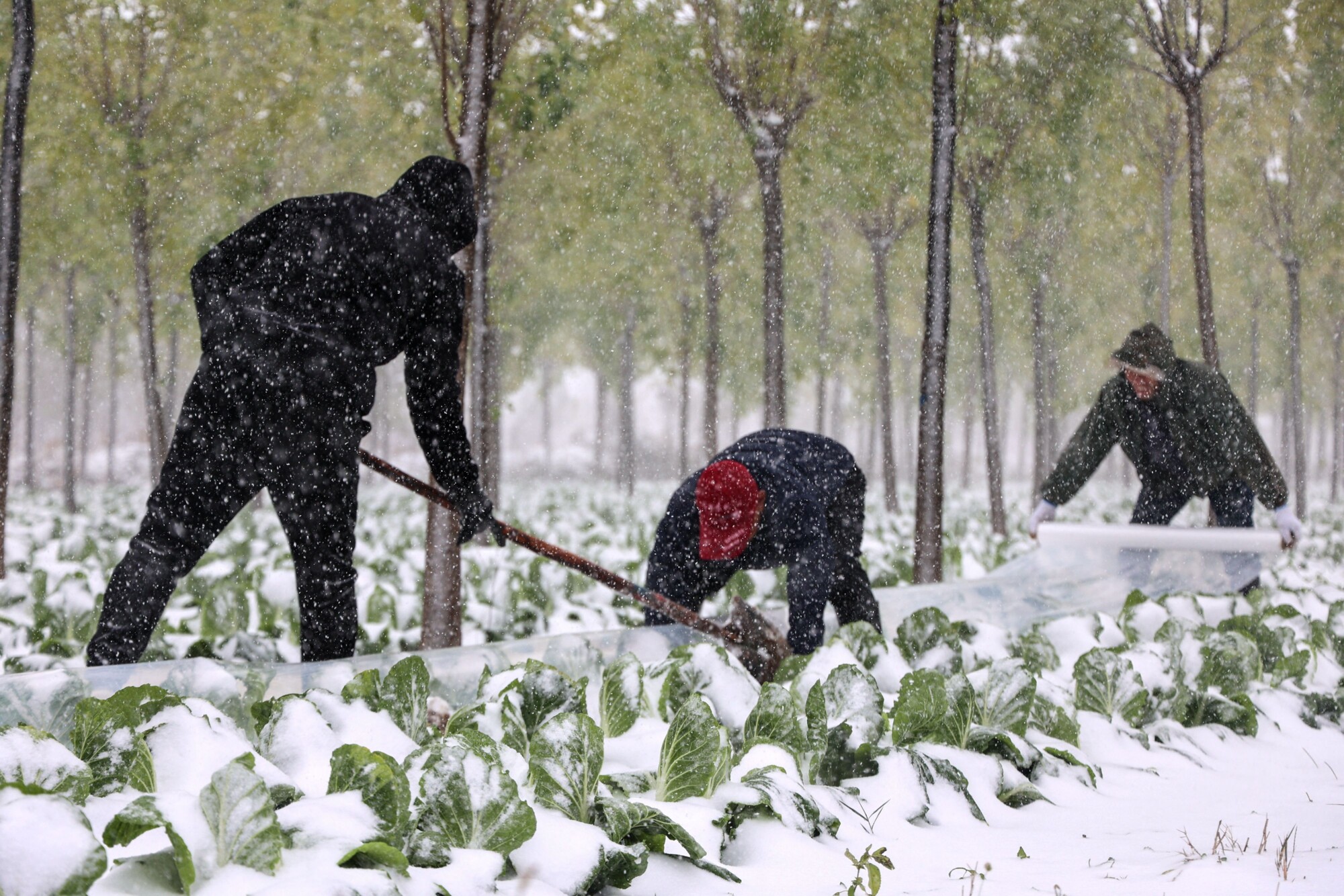 Record-Breaking Snowstorm Kills 6.4 Million Livestock