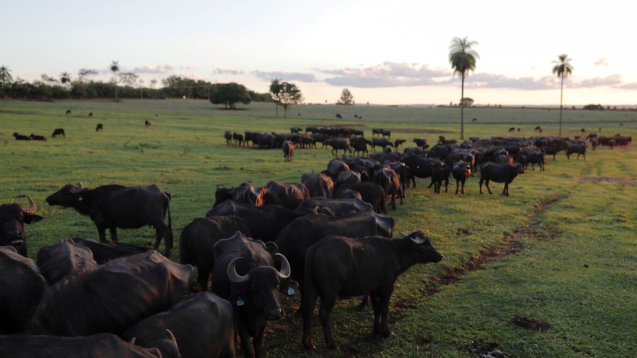 Volunteers Try to Save Starving Buffalos on Brazil Farm Where 500 Died