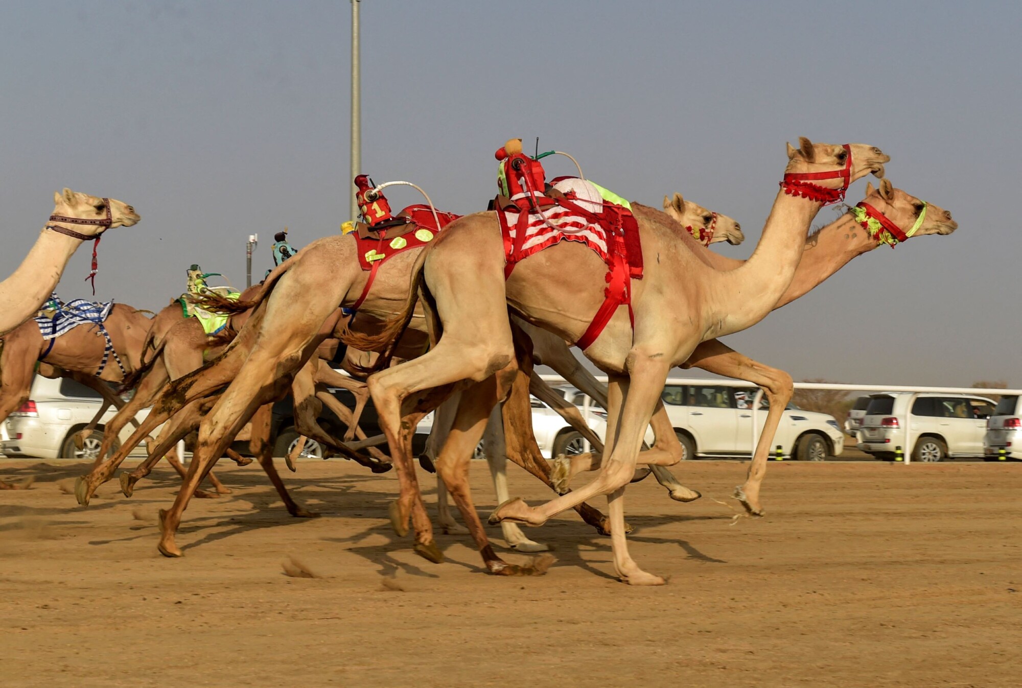 Скандал на конкурсе красоты верблюдиц