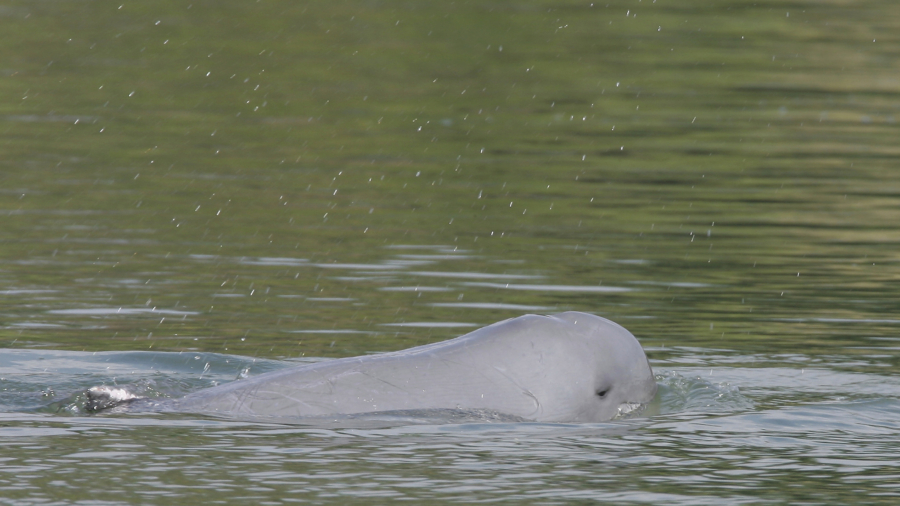 Last Known Freshwater Dolphin in Northeastern Cambodia Dies