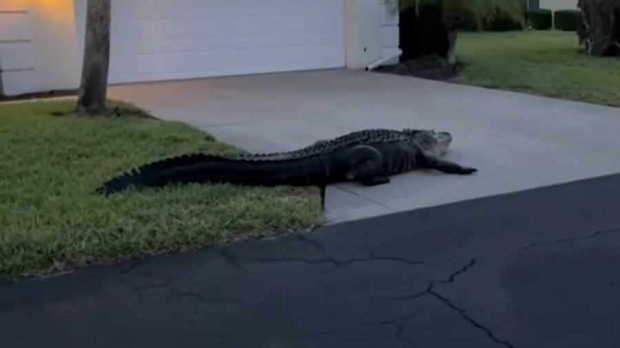 Large Alligator Saunters Through Florida Neighborhood