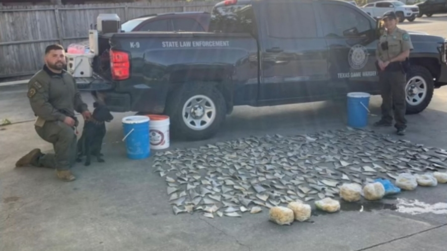 Texas: 30 Pounds of Illegal Shark Fins Found at Restaurant