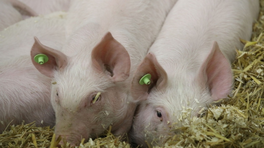 African Swine Fever Case Found on Pig Farm in South Korea