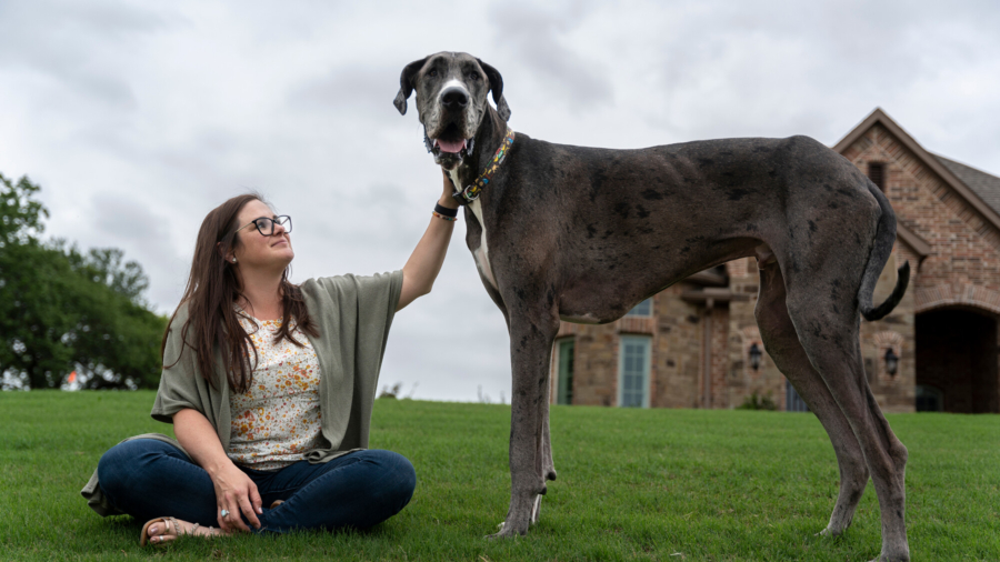 Zeus, a Great Dane From Texas, Is the World’s Tallest Dog