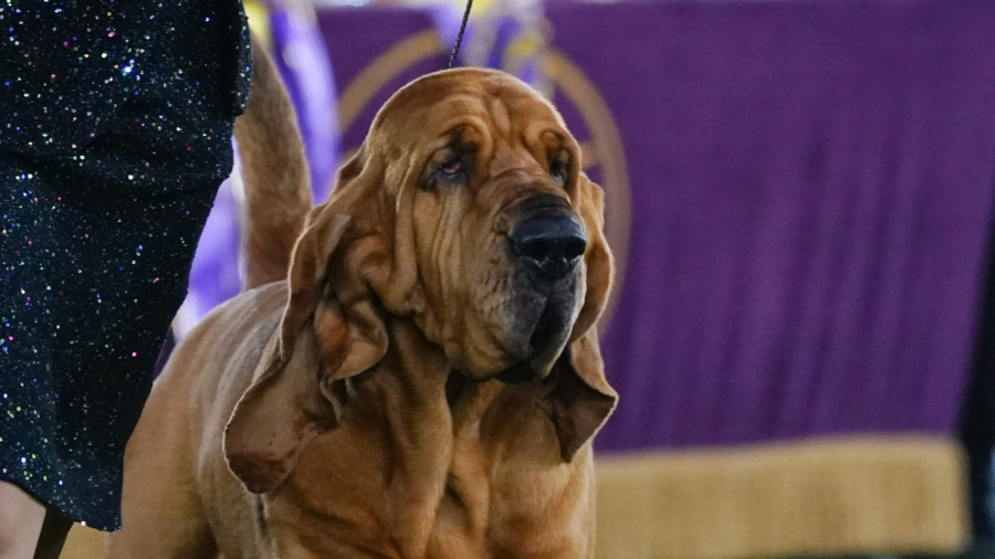 Trumpet the Bloodhound Wins Westminster Kennel Club Dog Show