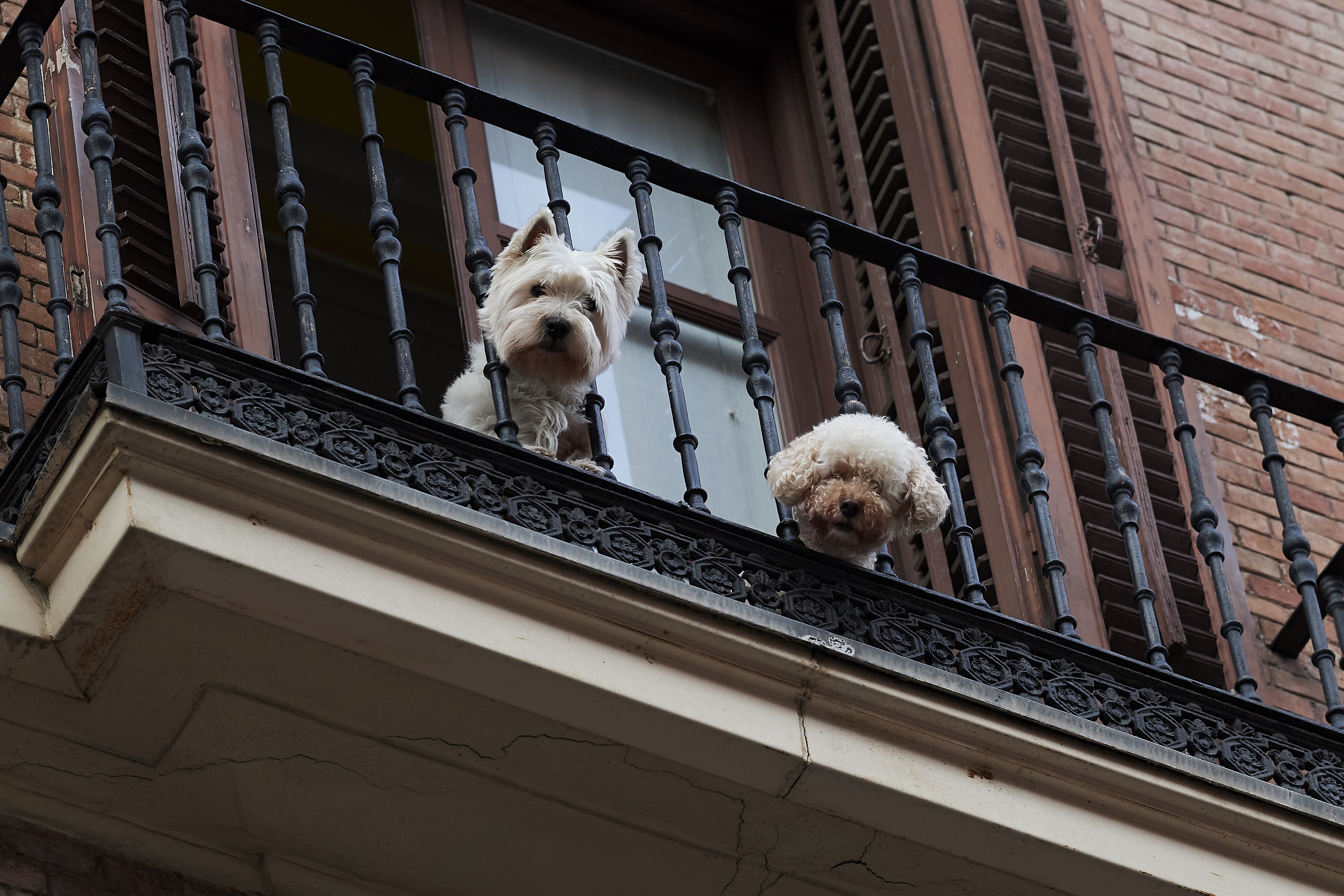 Pandemic Drives Pet Ownership in Spain - Vimarsana News