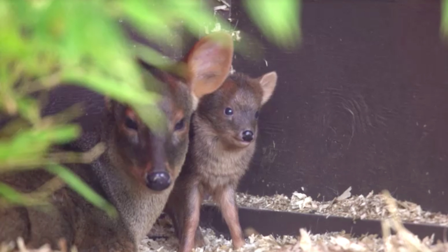 Oakland Zoo Welcomes World’s Smallest Deer