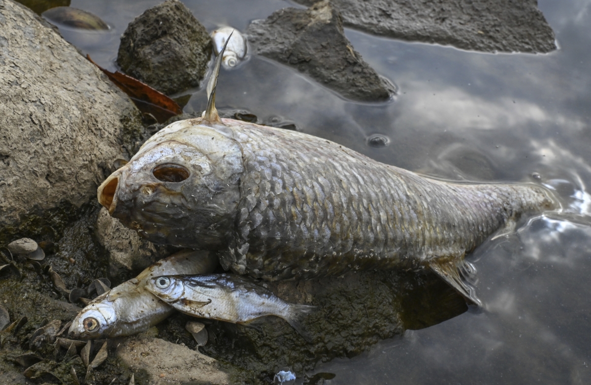dead fish