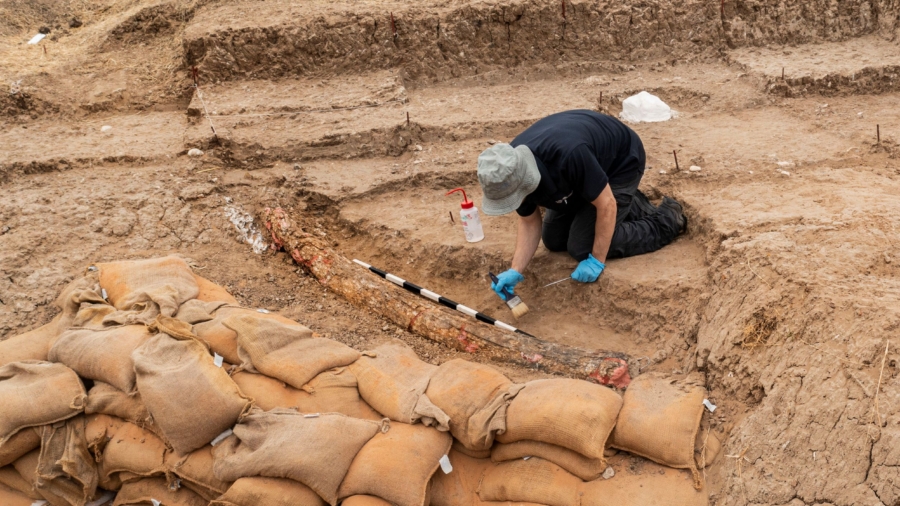 Israeli Archaeologists Dig Up Large Tusk of Ancient Elephant