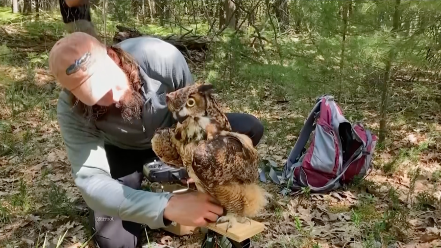 Robotic Owl Helps Researchers: Biological Balancing Act at Lake Michigan