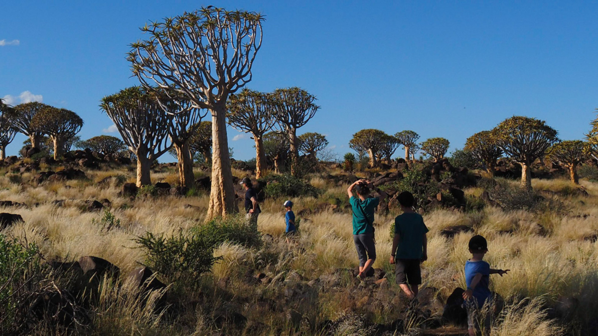 The Lemay-Pelletier family - Quiver tree forest. Keetmanshoop, Namibia