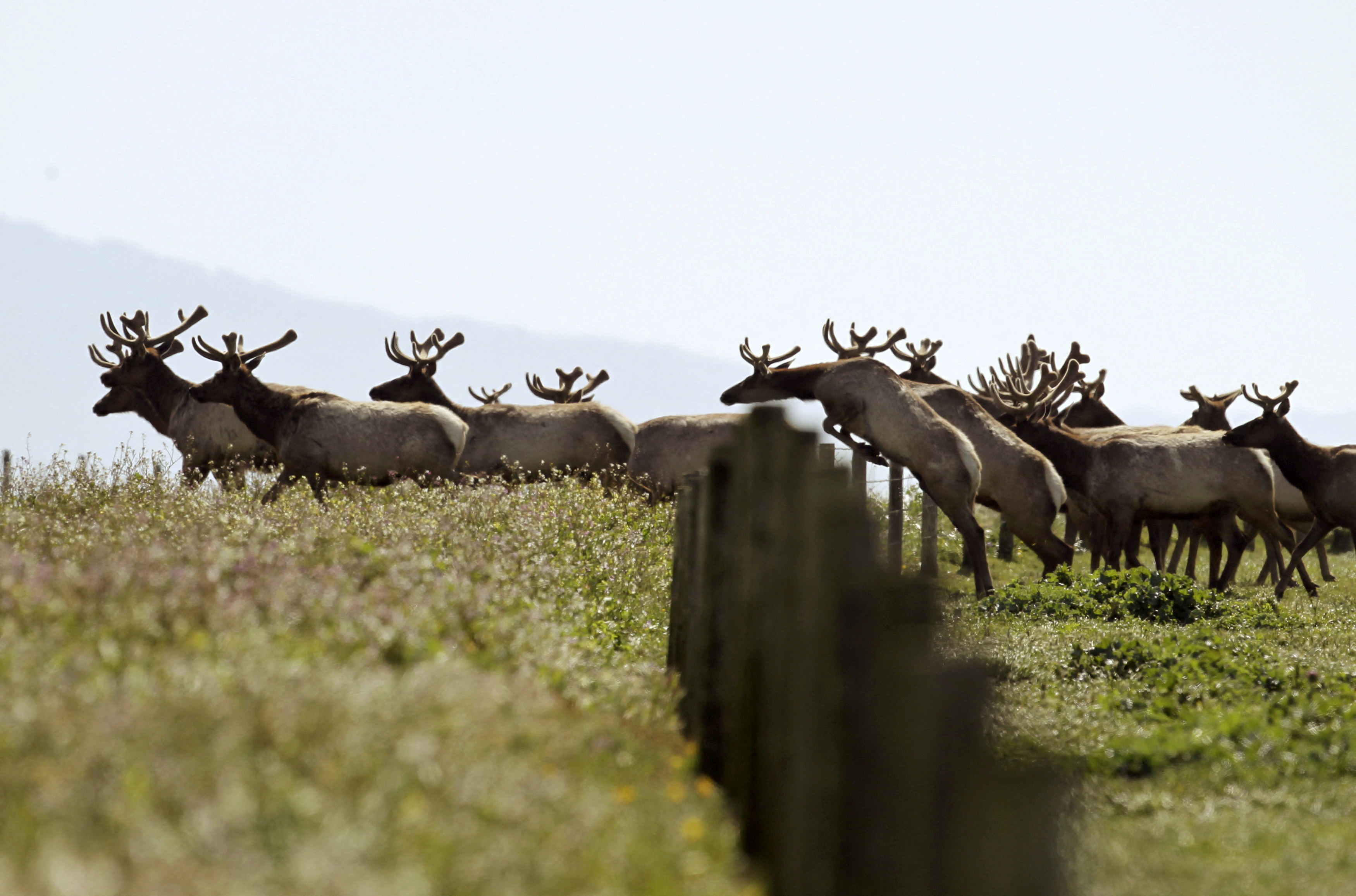 Eerie Bugling Sounds Ring Out, During Elk Mating Season in Washington