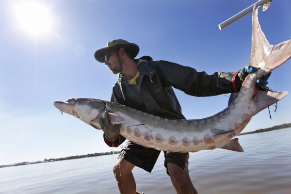 sturgeon fish