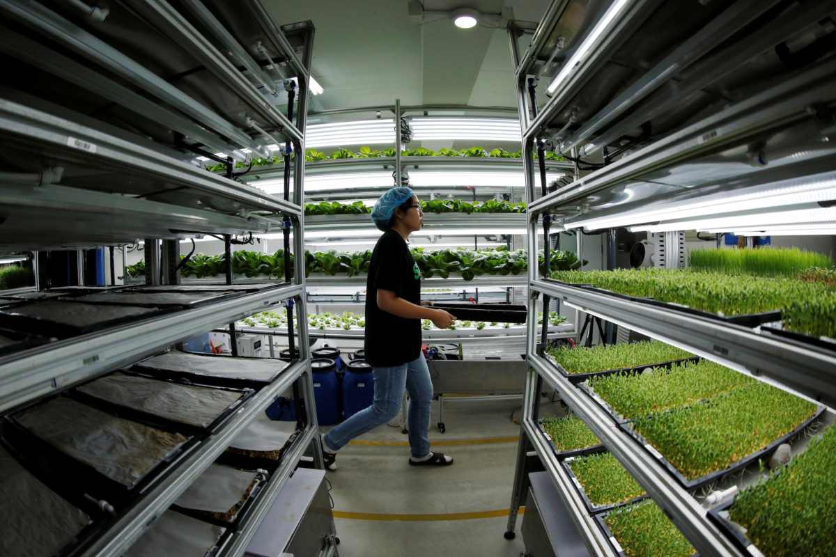 harvest microgreens