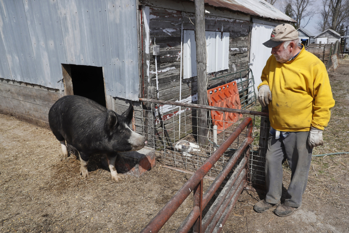 Hog farmer Chris Petersen looks at a Berkshire hog in a pen on his farm, ne...