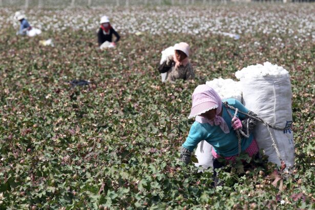 Farmers picking cotton
