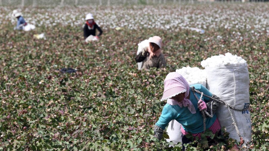 UK Government Urged to Ban Cotton From Xinjiang