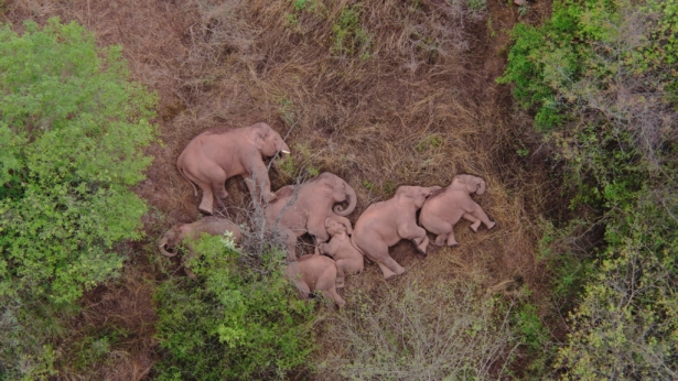 A migrating herd of elephants