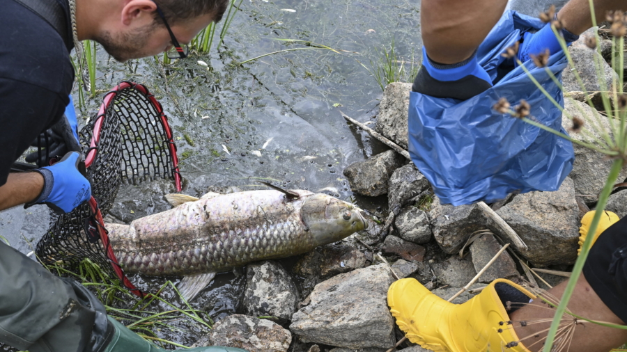 What Killed Tons of Fish in European River? Mystery Deepens